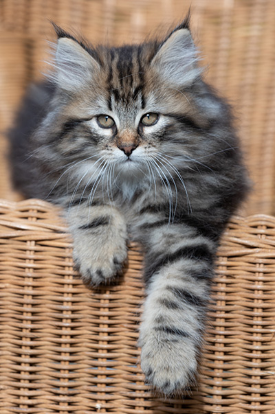Ruben - 9 weeks old