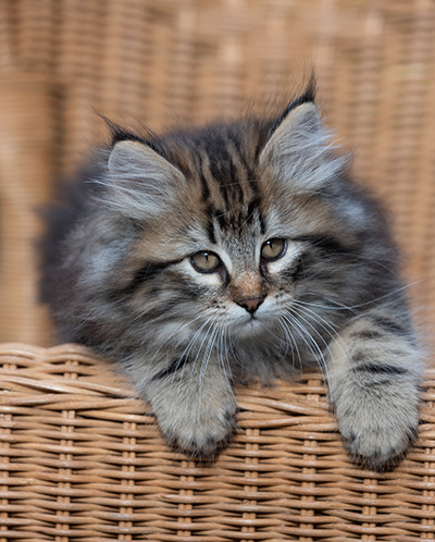 Ruben - 9 weeks old