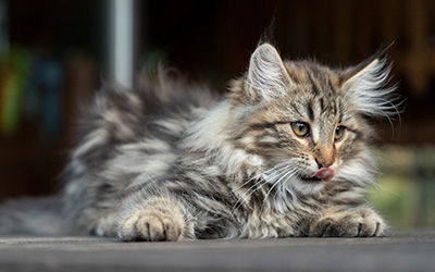 Tobias - 12 weeks old