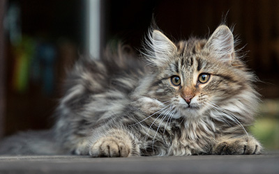 Tobias - 12 weeks old