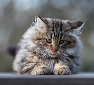 Tobias - 12 weeks old