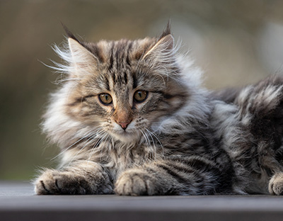 Tobias - 12 weeks old