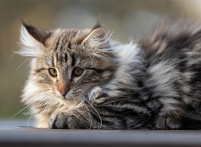 Tobias - 12 weeks old