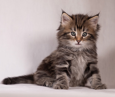 Tobias - 6 weeks old