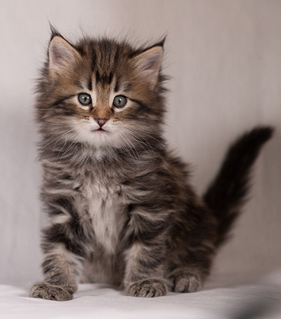 Tobias - 6 weeks old