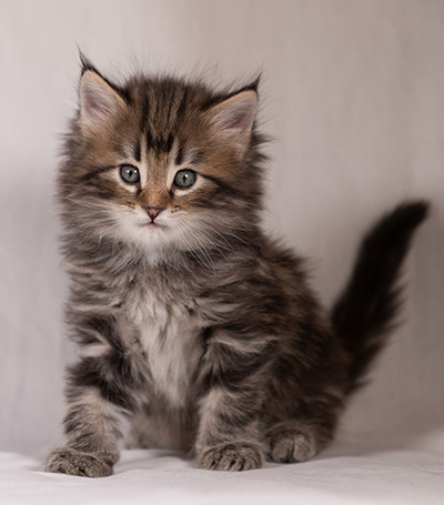 Tobias - 6 weeks old