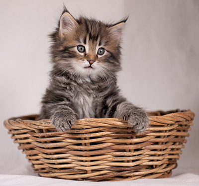 Tobias - 6 weeks old