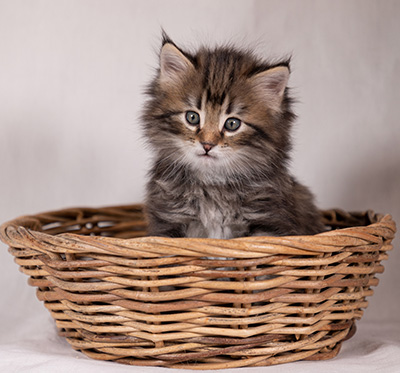Tobias - 6 weeks old