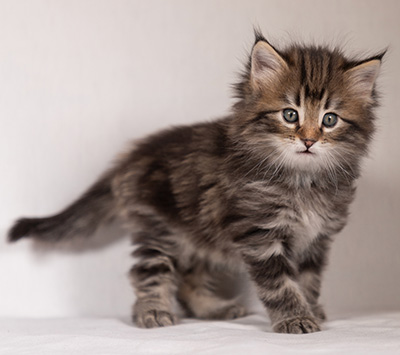 Tobias - 6 weeks old