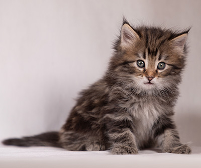 Tobias - 6 weeks old