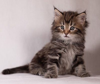 Tobias - 6 weeks old