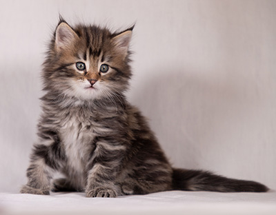 Tobias - 6 weeks old