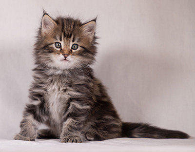 Tobias - 6 weeks old