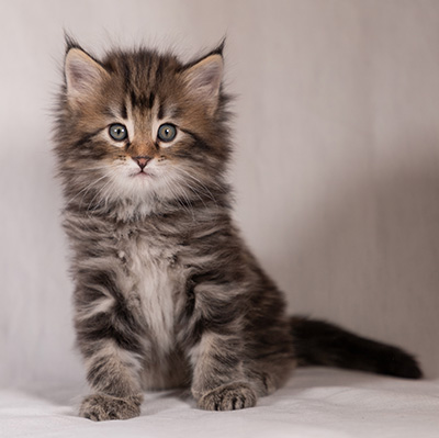 Tobias - 6 weeks old