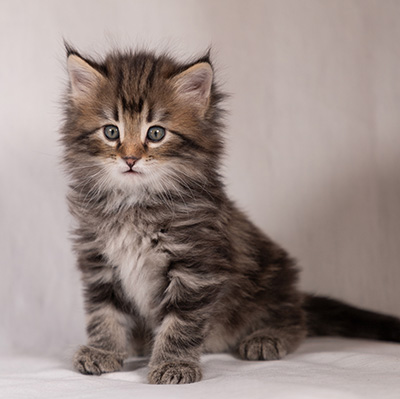Tobias - 6 weeks old