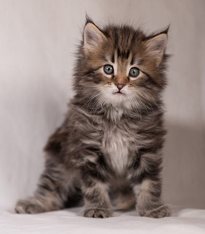 Tobias - 6 weeks old
