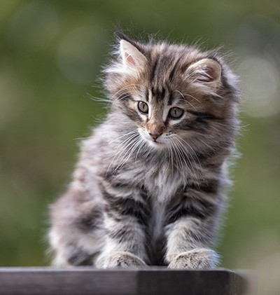 Tobias - 9 weeks old