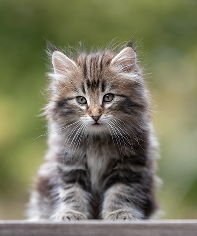 Tobias - 9 weeks old