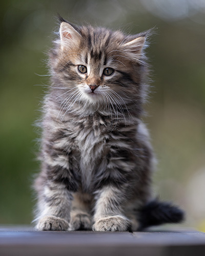 Tobias - 9 weeks old