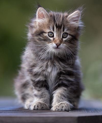 Tobias - 9 weeks old