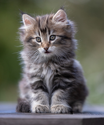 Tobias - 9 weeks old