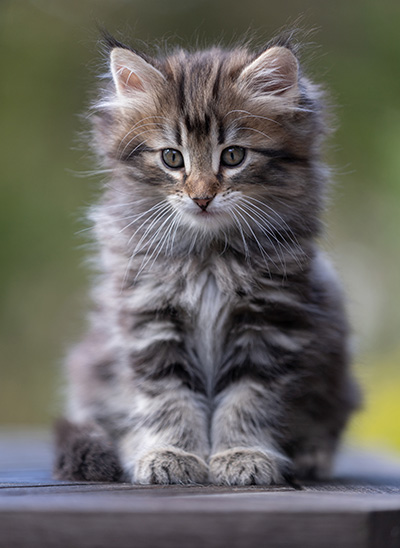 Tobias - 9 weeks old