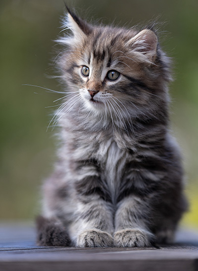 Tobias - 9 weeks old