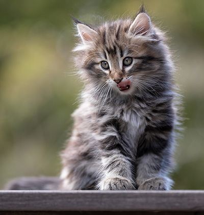 Tobias - 9 weeks old