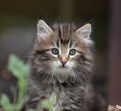 Tobias - 9 weeks old