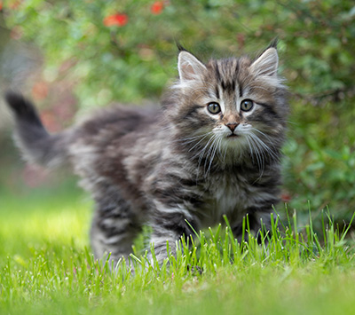Tobias - 9 weeks old