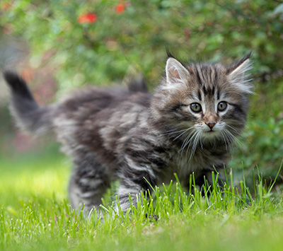 Tobias - 9 weeks old