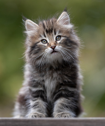 Tobias - 9 weeks old