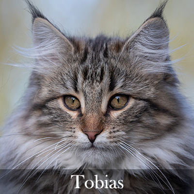 Tobias