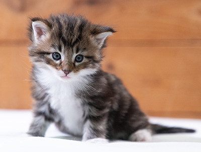 Sander - 4 weeks old