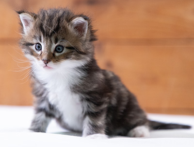 Sander - 4 weeks old