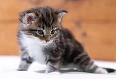 Sander - 4 weeks old