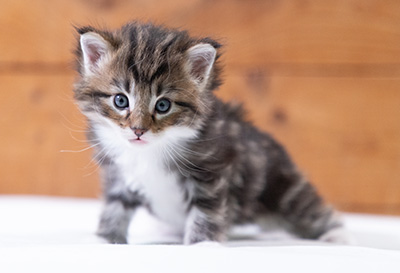 Sander - 4 weeks old