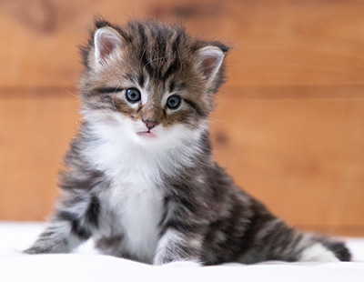 Sander - 4 weeks old