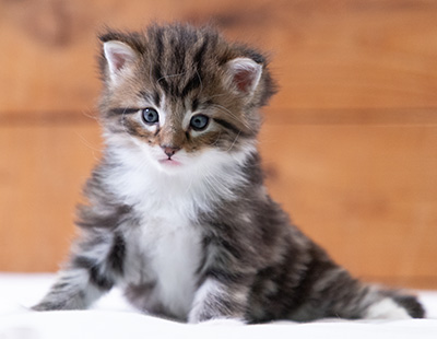 Sander - 4 weeks old