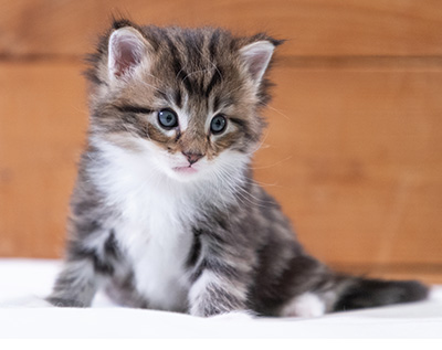 Sander - 4 weeks old