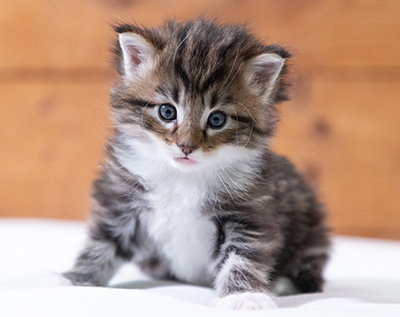 Sander - 4 weeks old