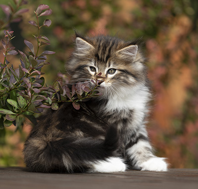 Sander - 7 weeks old