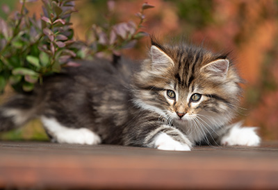Sander - 7 weeks old