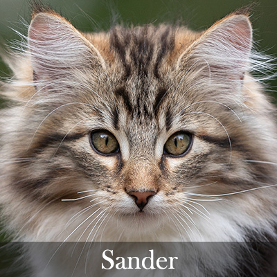 Sander