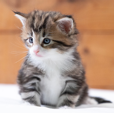 Sidney - 4 weeks old