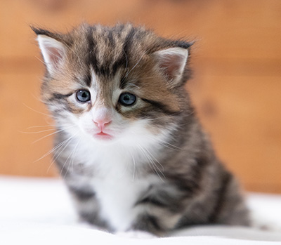 Sidney - 4 weeks old