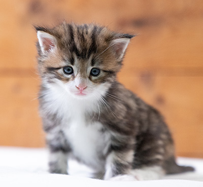 Sidney - 4 weeks old