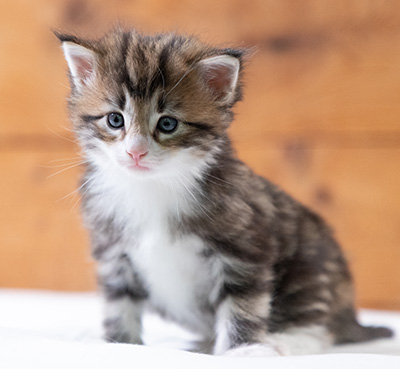 Sidney - 4 weeks old