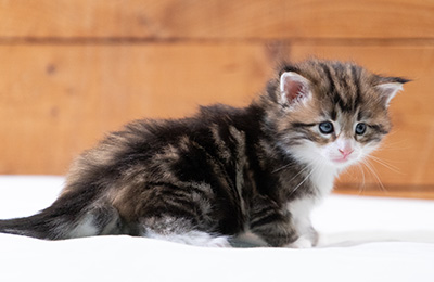 Sidney - 4 weeks old