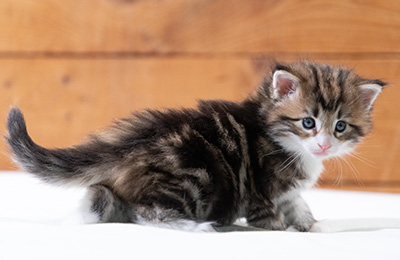 Sidney - 4 weeks old